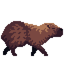 capybara walking